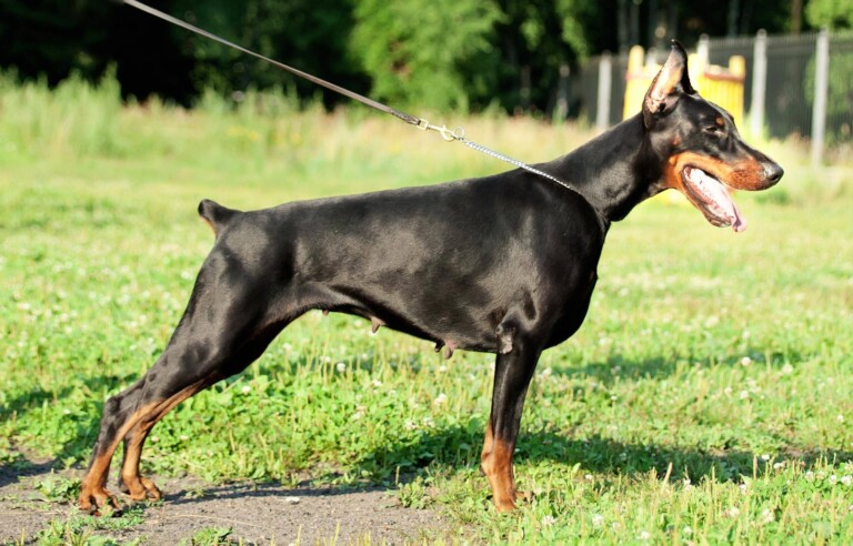 Dobermań pies informacje na temat charakteru i potrzeb tej rasy