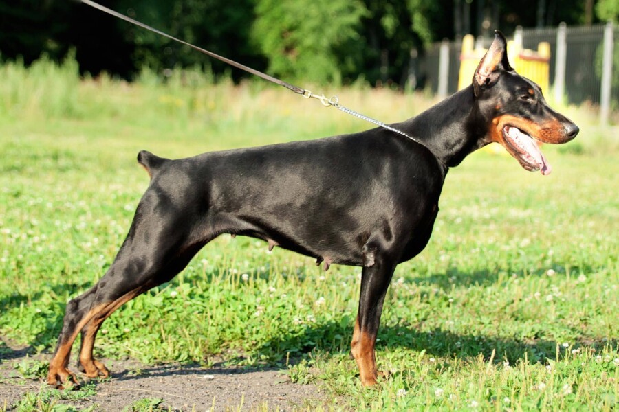Dobermań pies informacje na temat charakteru i potrzeb tej rasy