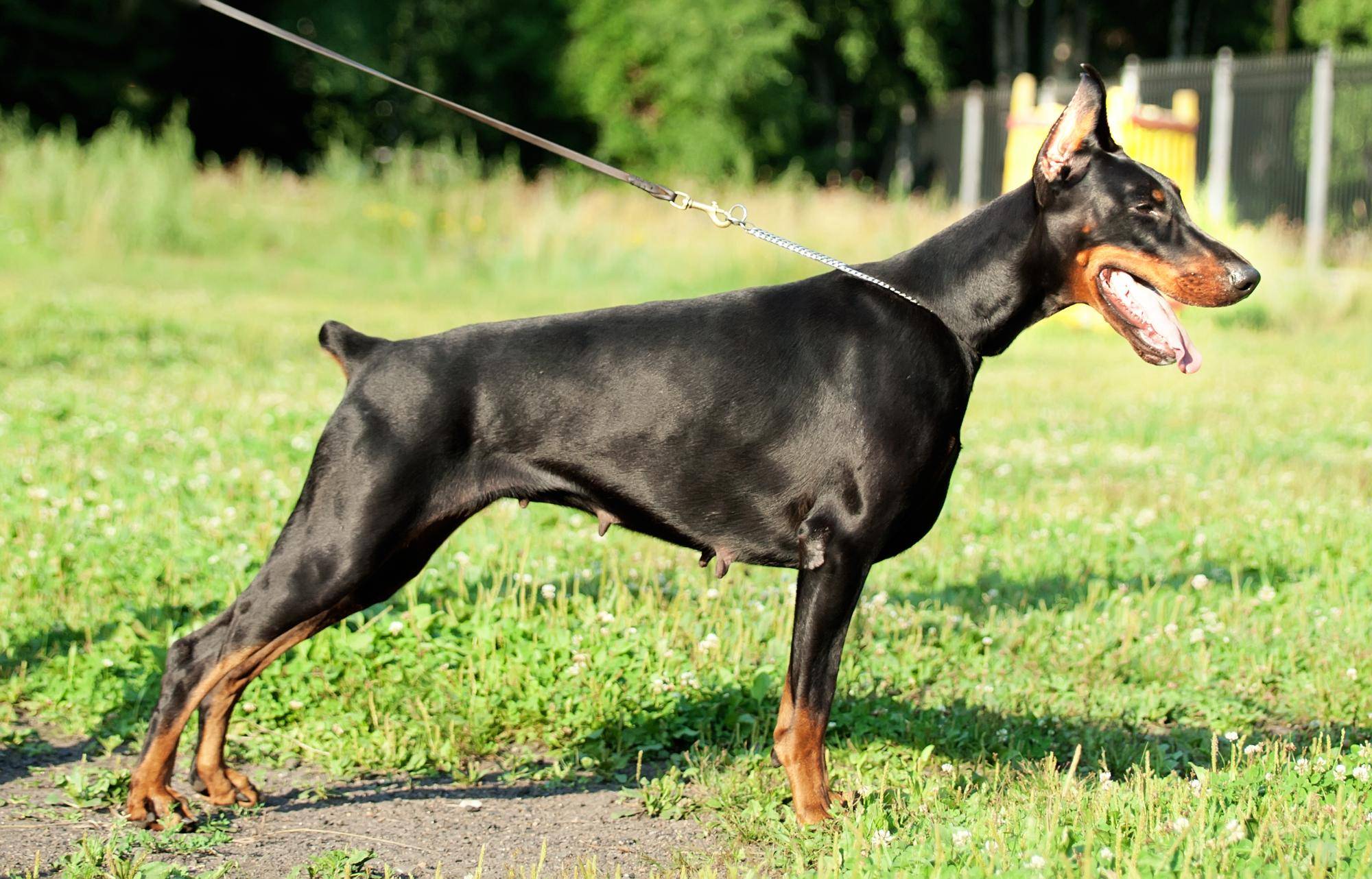 Dobermań pies informacje na temat charakteru i potrzeb tej rasy