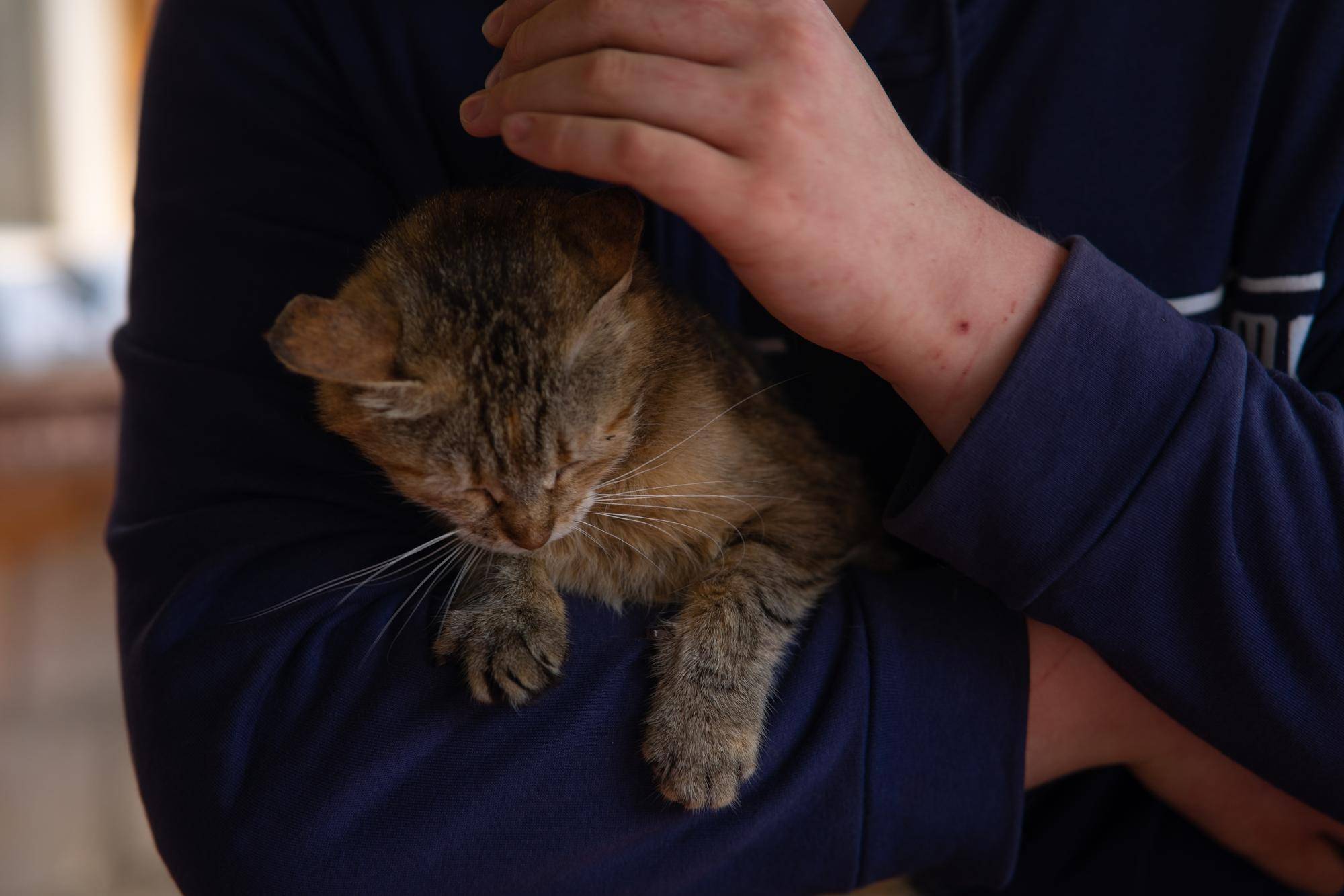 Jak oddać kota do adopcji w trosce o jego dobro?
