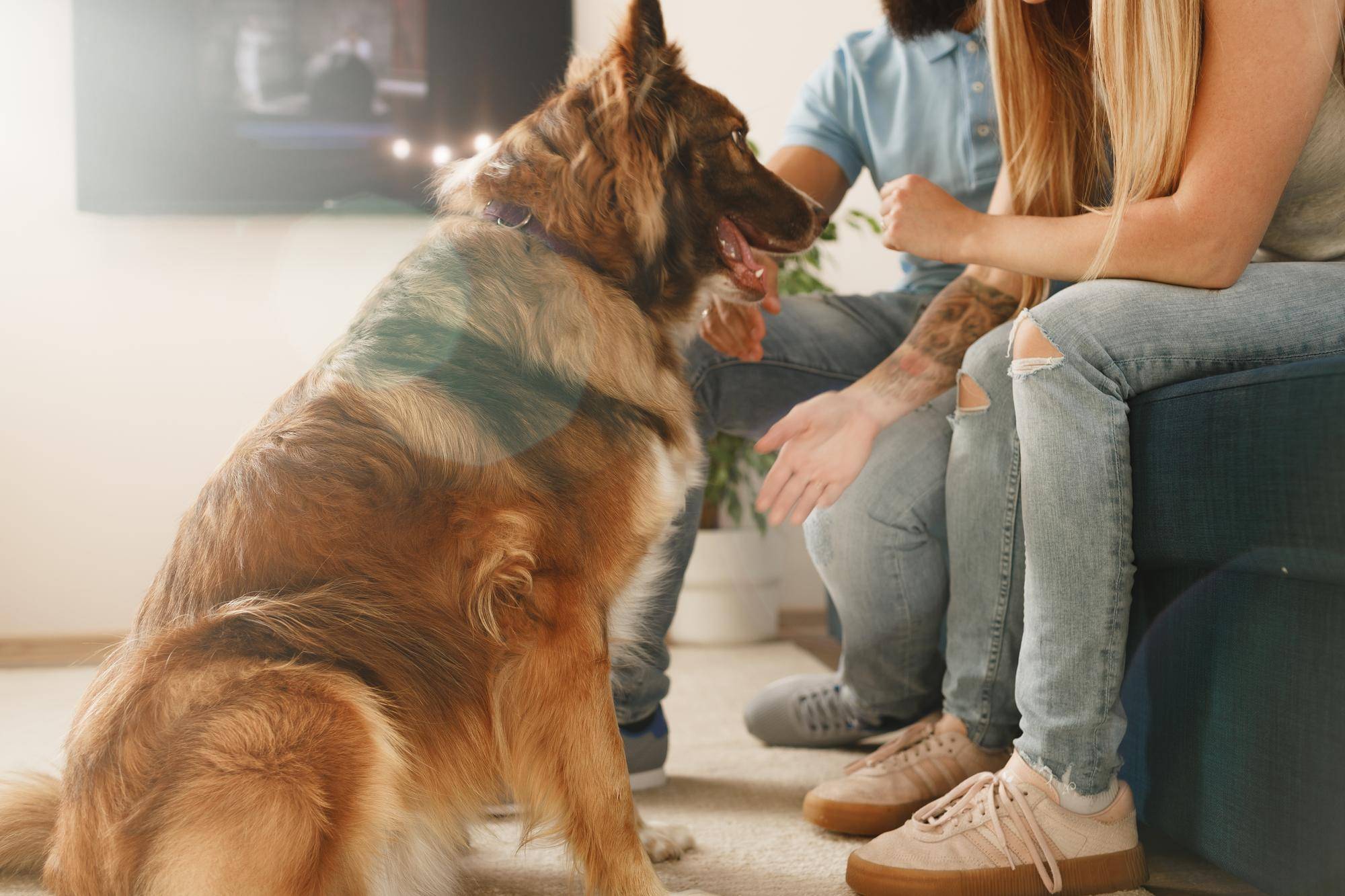 Jak się przygotować do wizyty przedadopcyjnej psa?