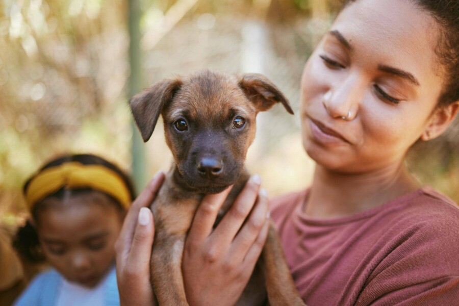 Jak wygląda proces adopcji psa w schronisku?