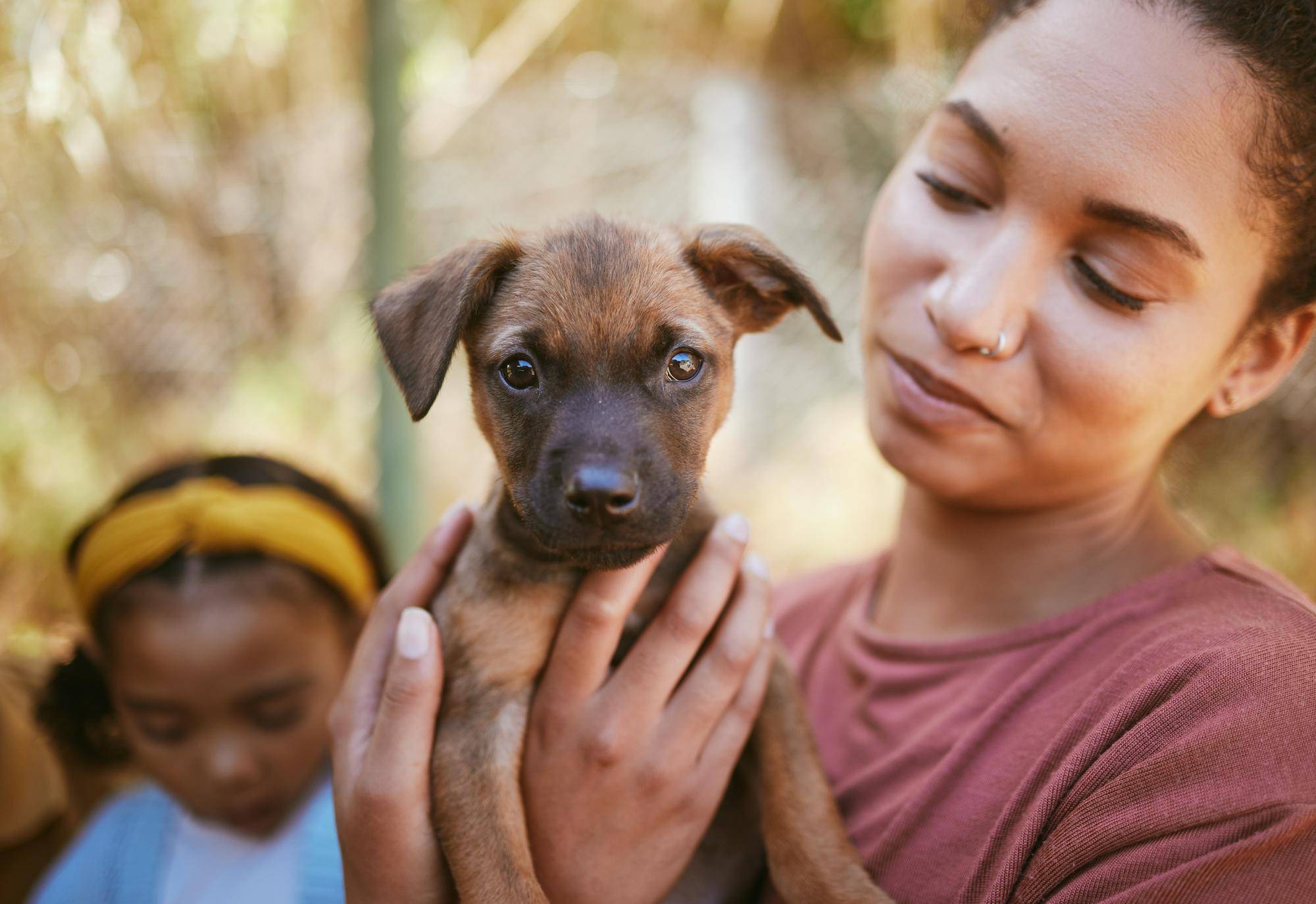 Jak wygląda proces adopcji psa w schronisku?