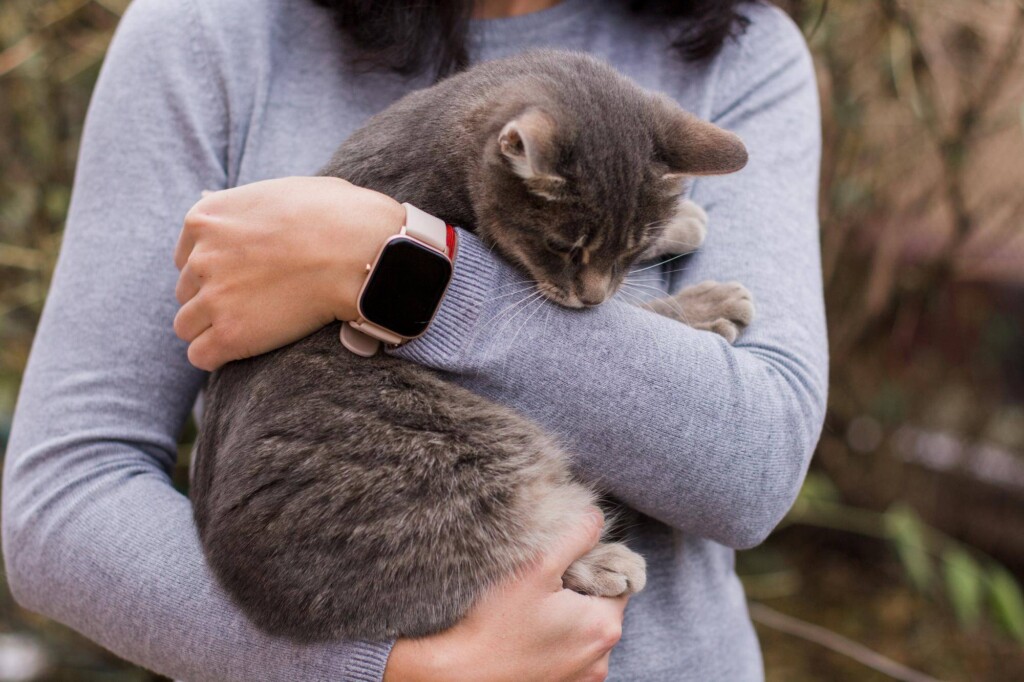 Kiedy można adoptować kota i na co warto zwrócić uwagę?