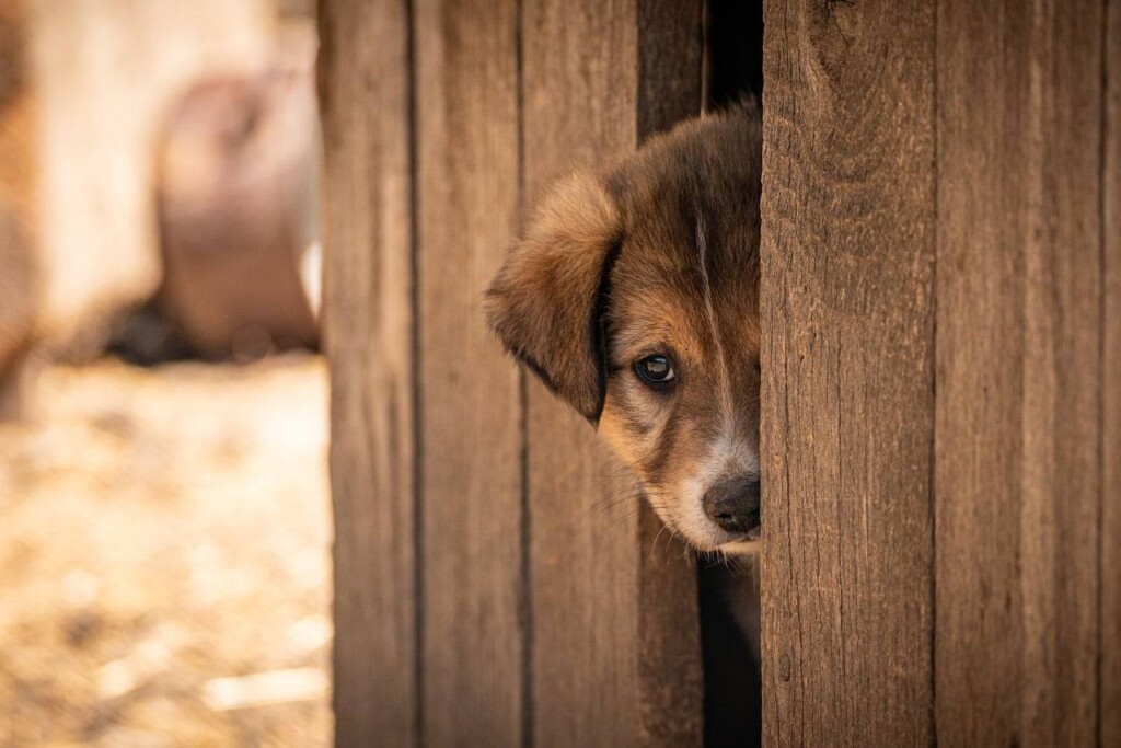 Co to znaczy wirtualna adopcja zwierząt?
