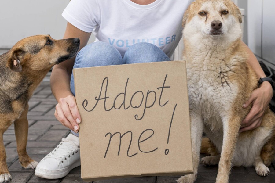 Schroniska które potrzebują pomocy jak możesz wesprzeć ich działalność